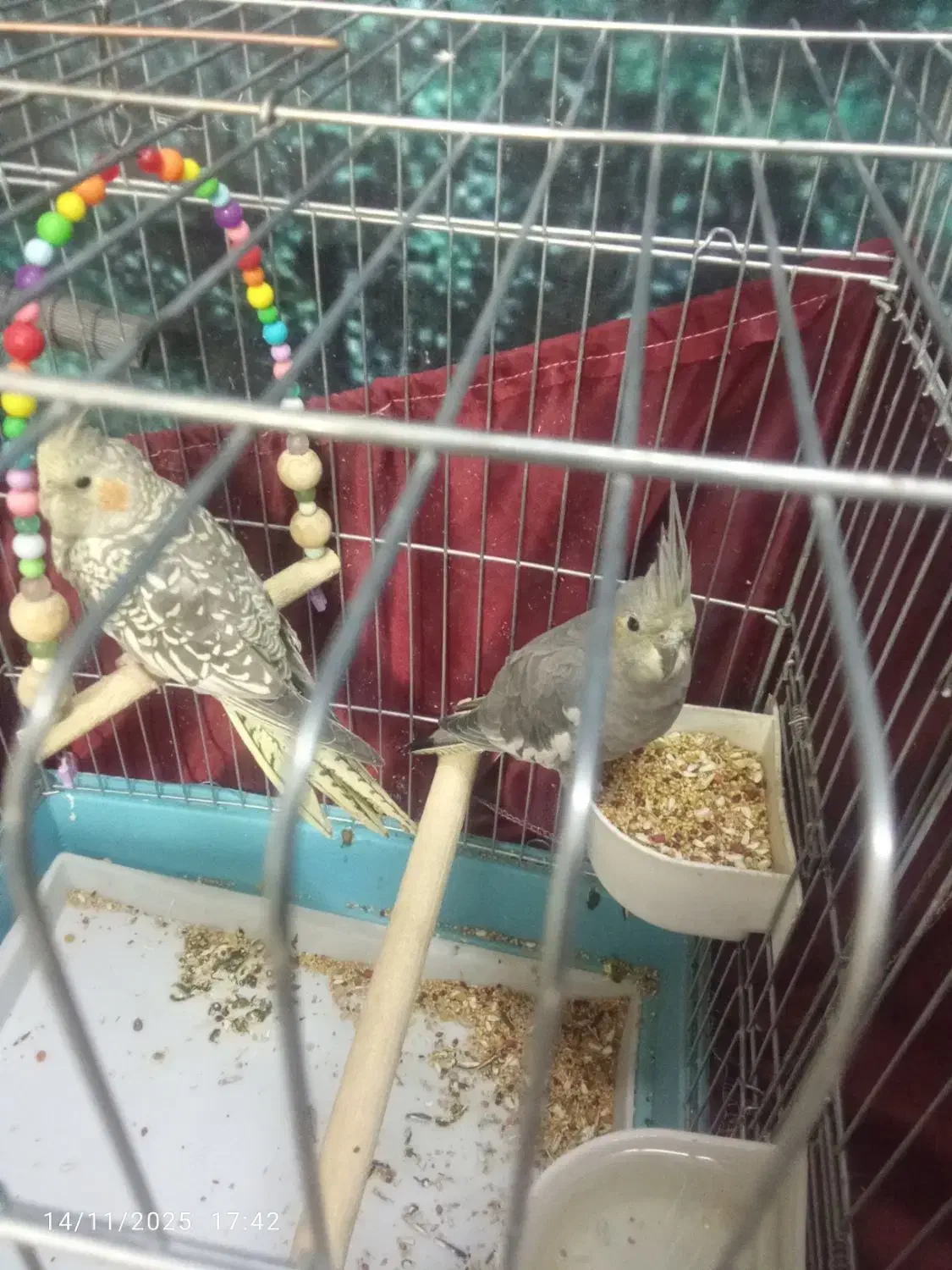 سه تا جوجه عروس هلندی دون خور|پرنده|پاکدشت, پاکدشت (مامازند)|دیوار