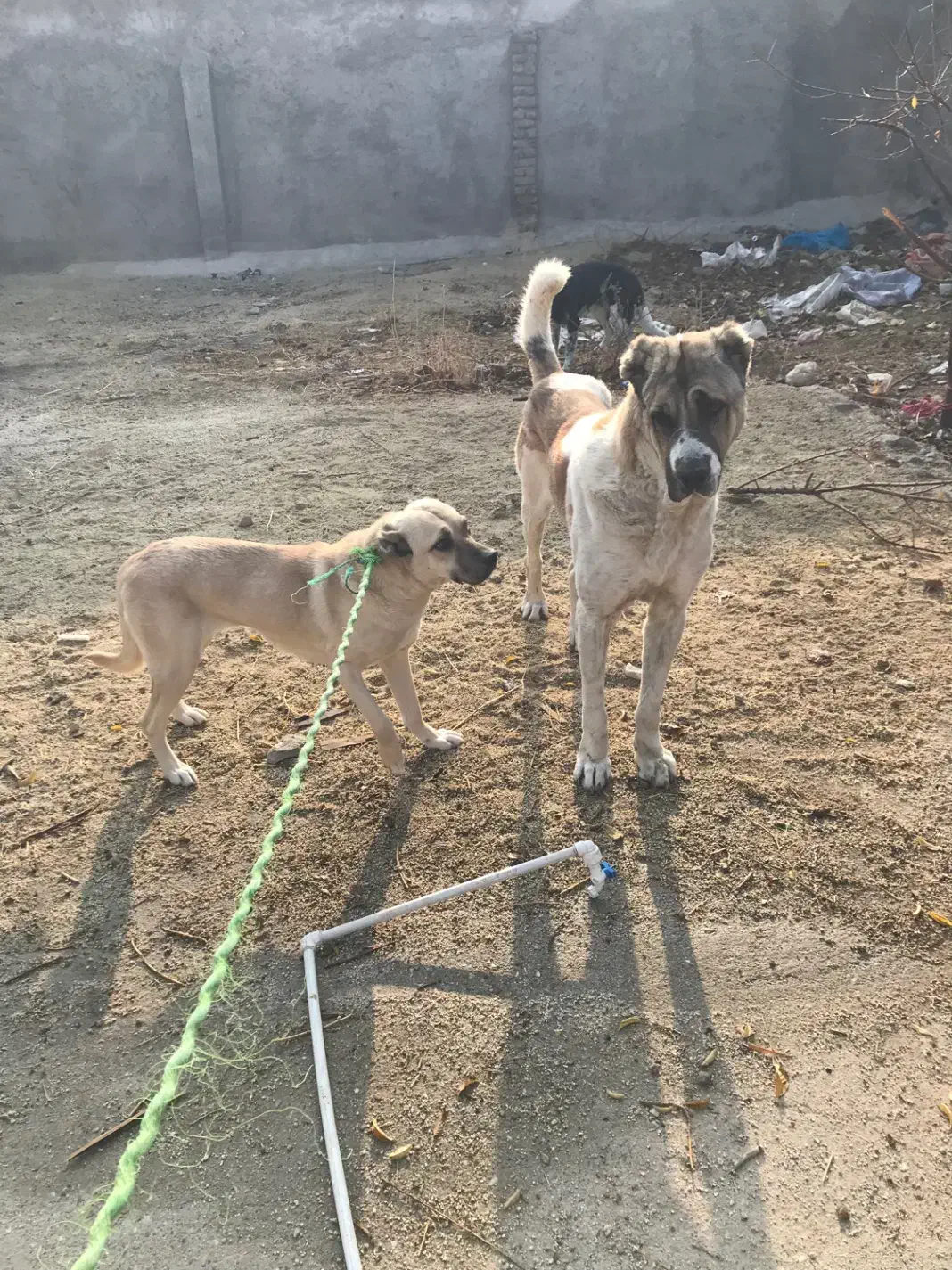 خراسانی افغانی سرابی|سگ|بروجرد, |دیوار