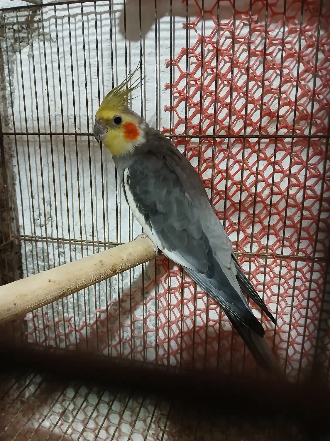 عروس هلندی رام وسخنگو مولد|پرنده|کلاچای, |دیوار