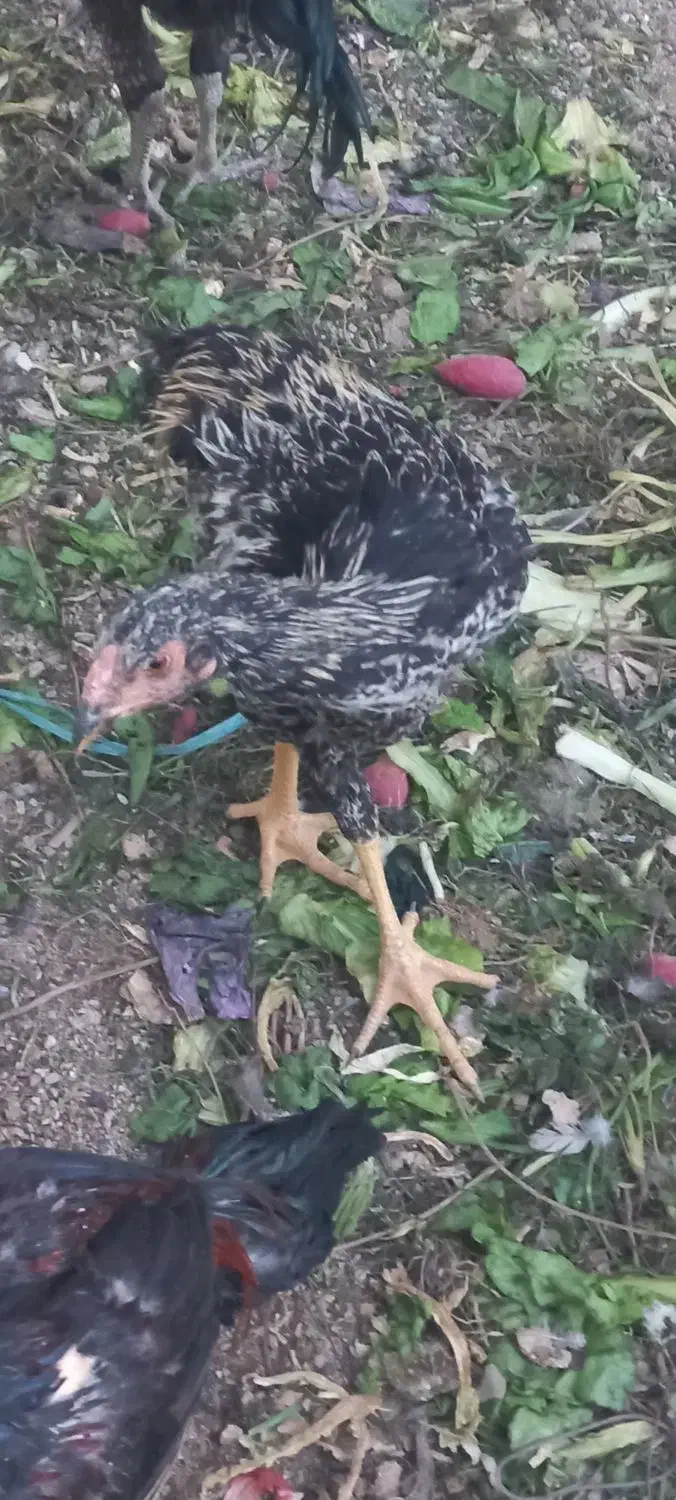 فروشی لاری|حیوانات مزرعه|جوانرود, |دیوار