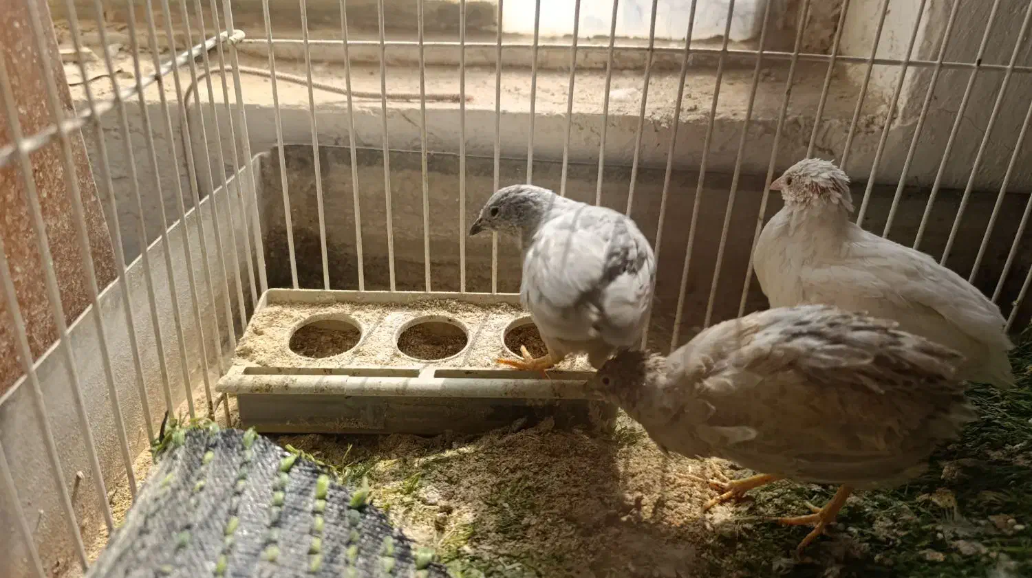 بلدرچین مینیاتوری|پرنده|بافق, |دیوار