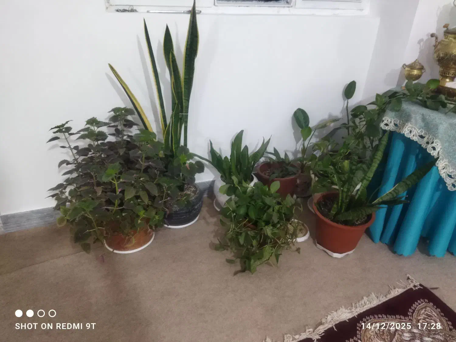 وسایل منزل|فرش|شاهرود, |دیوار