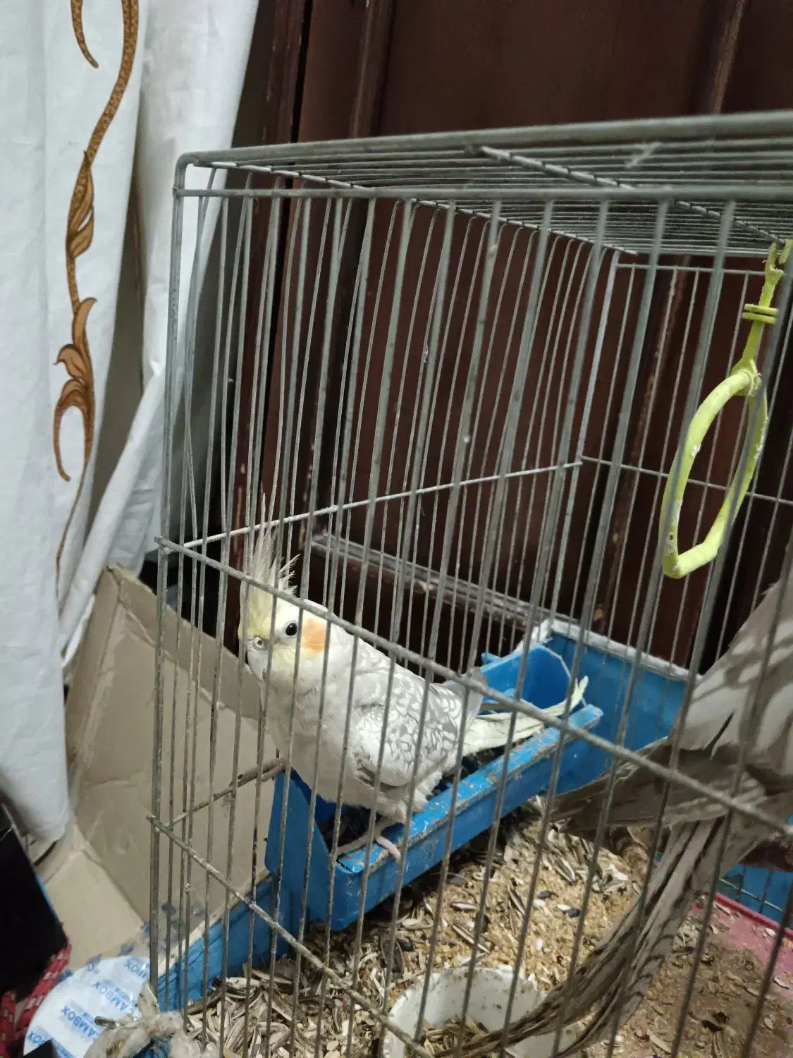 عروس هلندی|پرنده|خمینی‌شهر, |دیوار