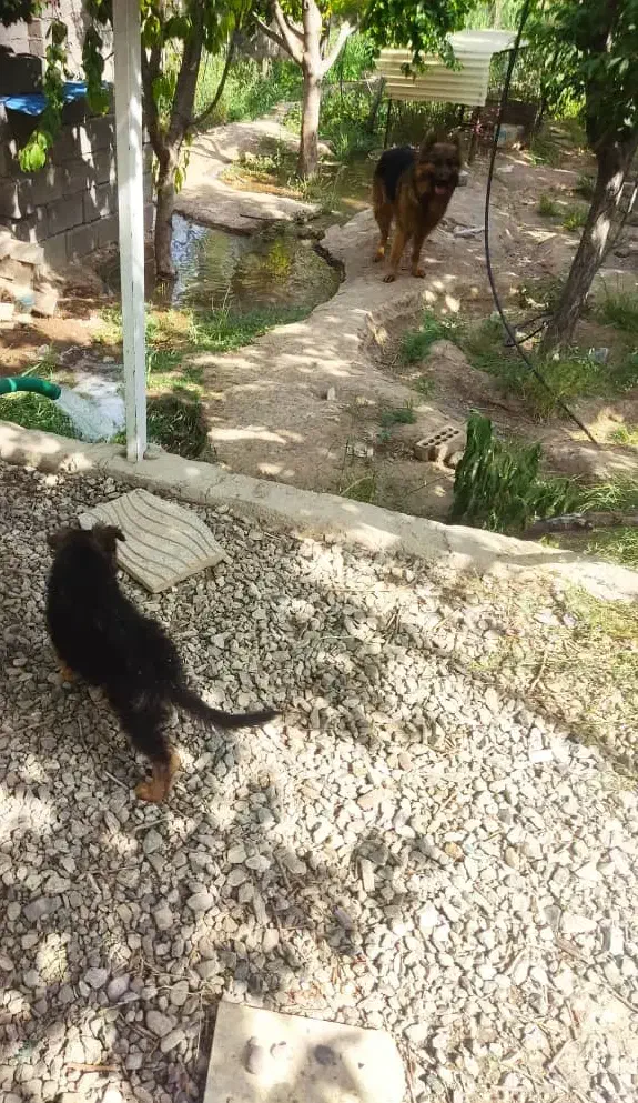 توله سگ ژرمن بلک فیس|سگ|کرمان, |دیوار