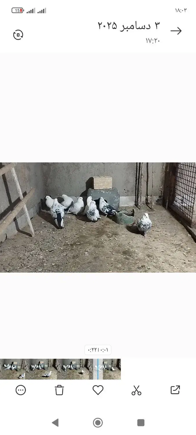 دم سیاه|پرنده|میانه, |دیوار