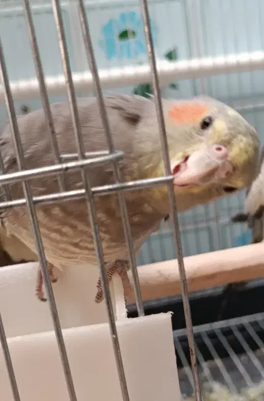 عروس هلندی سینامون ماده خال دار|پرنده|تاکستان, |دیوار