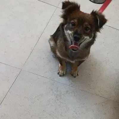 سگ پا کوتاه|سگ|کرج, فاز ۴ مهرشهر|دیوار