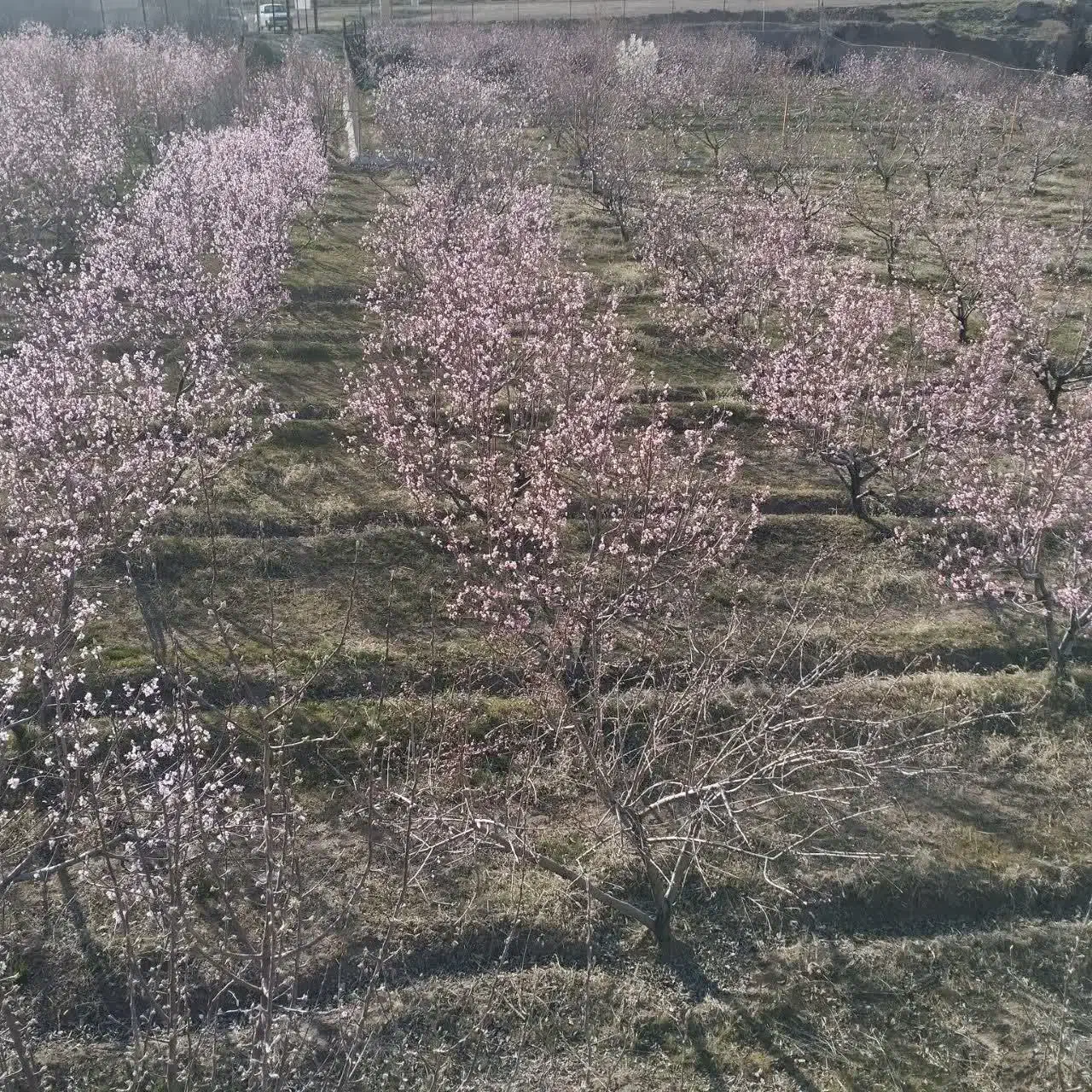 باغ|فروش زمین و ملک کلنگی|سراب, |دیوار