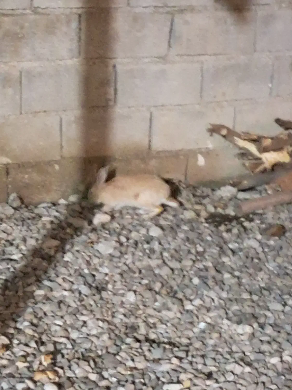 خرگوش|موش و خرگوش|آذرشهر, |دیوار