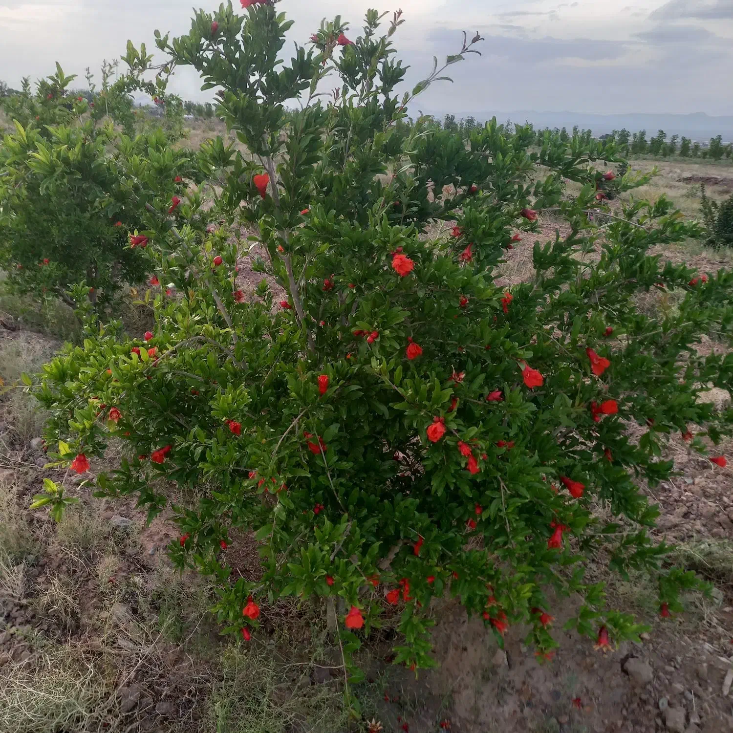 زمین کشاورزی باغ|فروش زمین و ملک کلنگی|جلگه ماژان, |دیوار