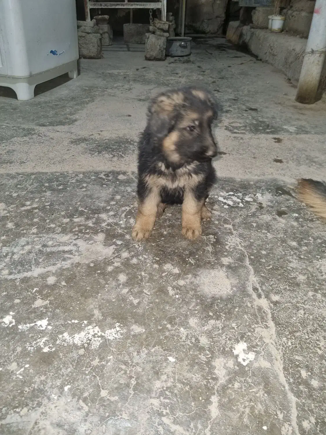 سگ ژرمن|سگ|ایذه, |دیوار