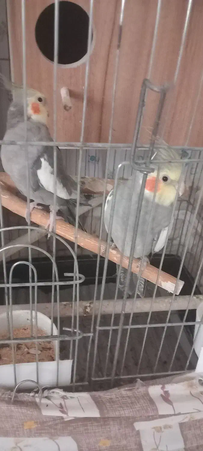 عروس هلندی|پرنده|تهران, صادقیه|دیوار