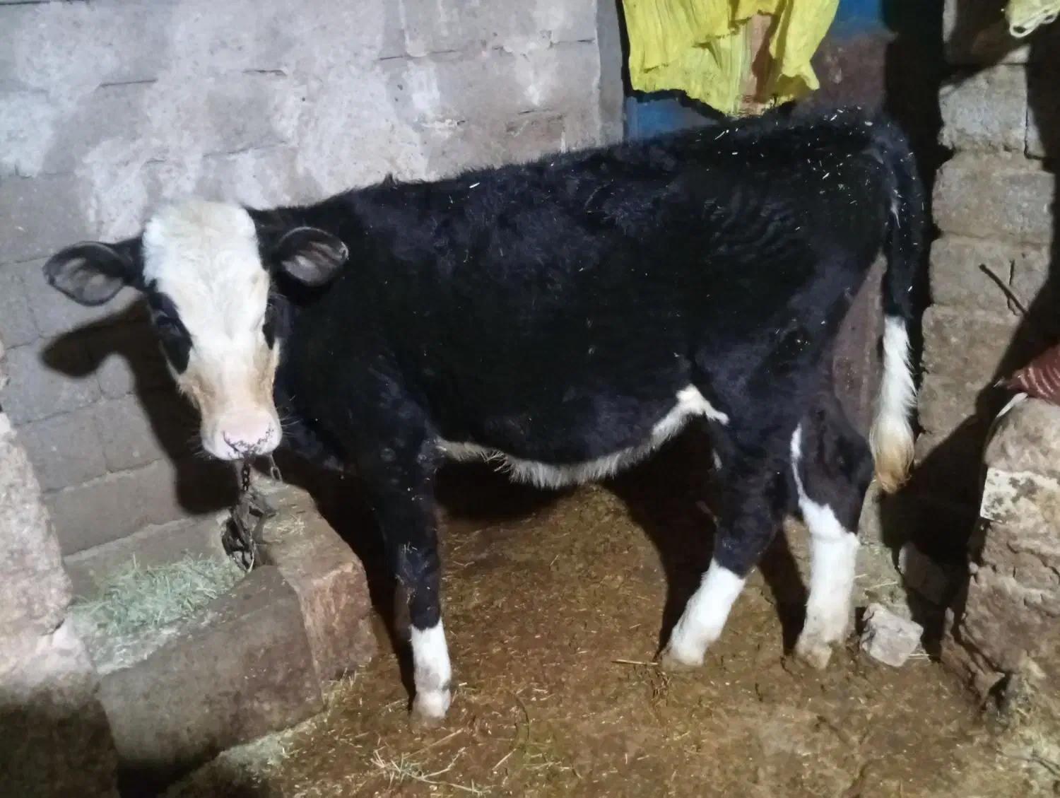 گوساله سیمینتال درهشترود|حیوانات مزرعه|هشترود, |دیوار