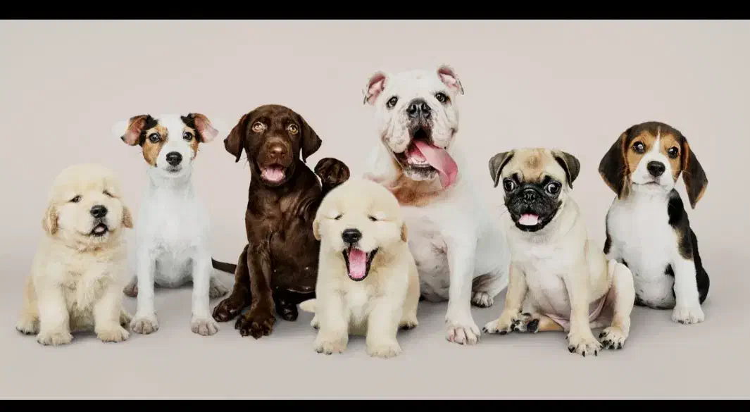 سگ پیدا شده محدوده شاپور جدید|حیوانات|اصفهان, شهرک صنعتی امیرکبیر (شاپور جدید)|دیوار