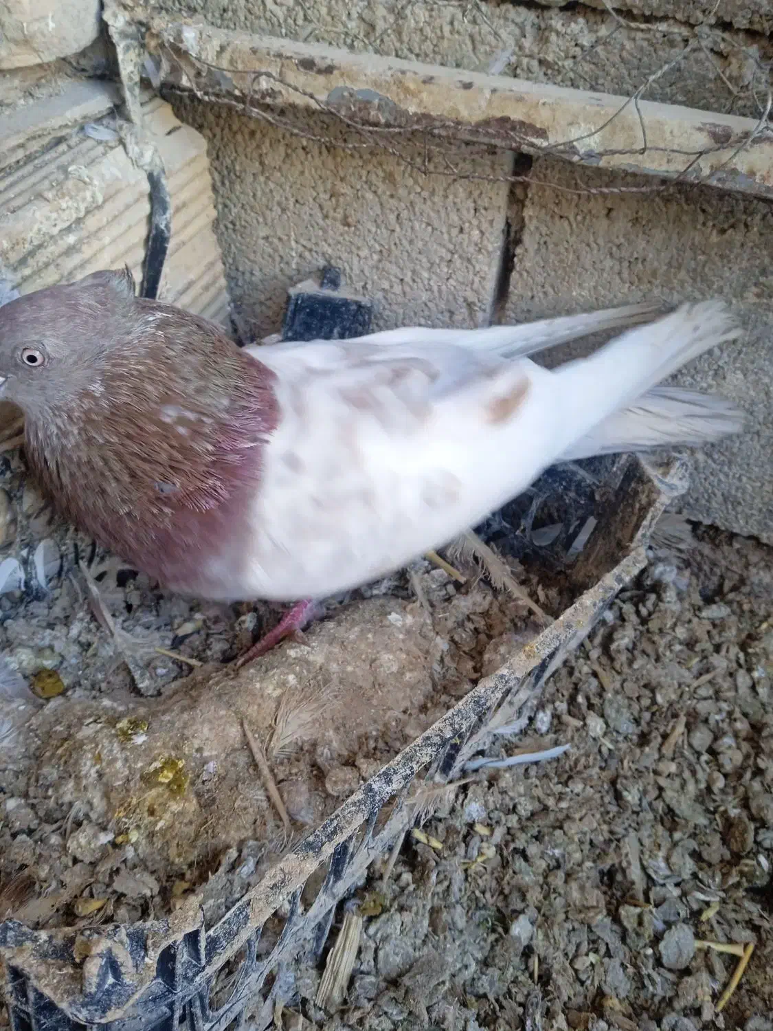 کبوتر|پرنده|سرپل ذهاب, |دیوار