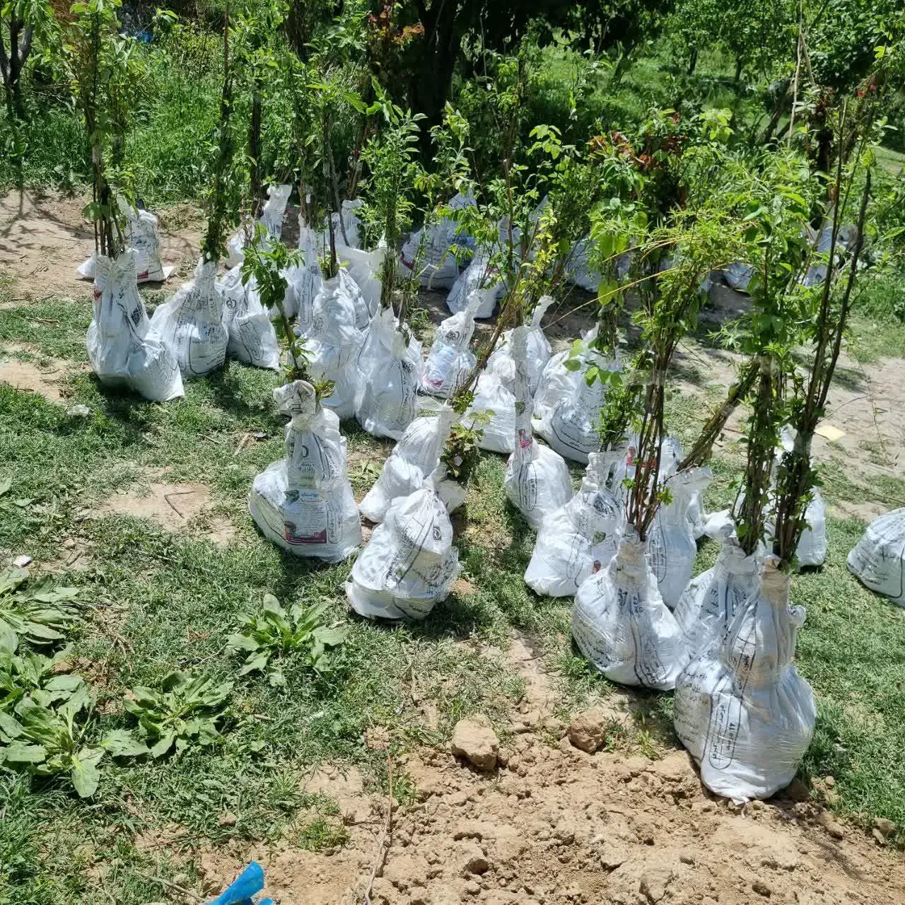 پیش فروش نهال به کوزه ای|خدمات باغبانی و درختکاری|ارطه, |دیوار