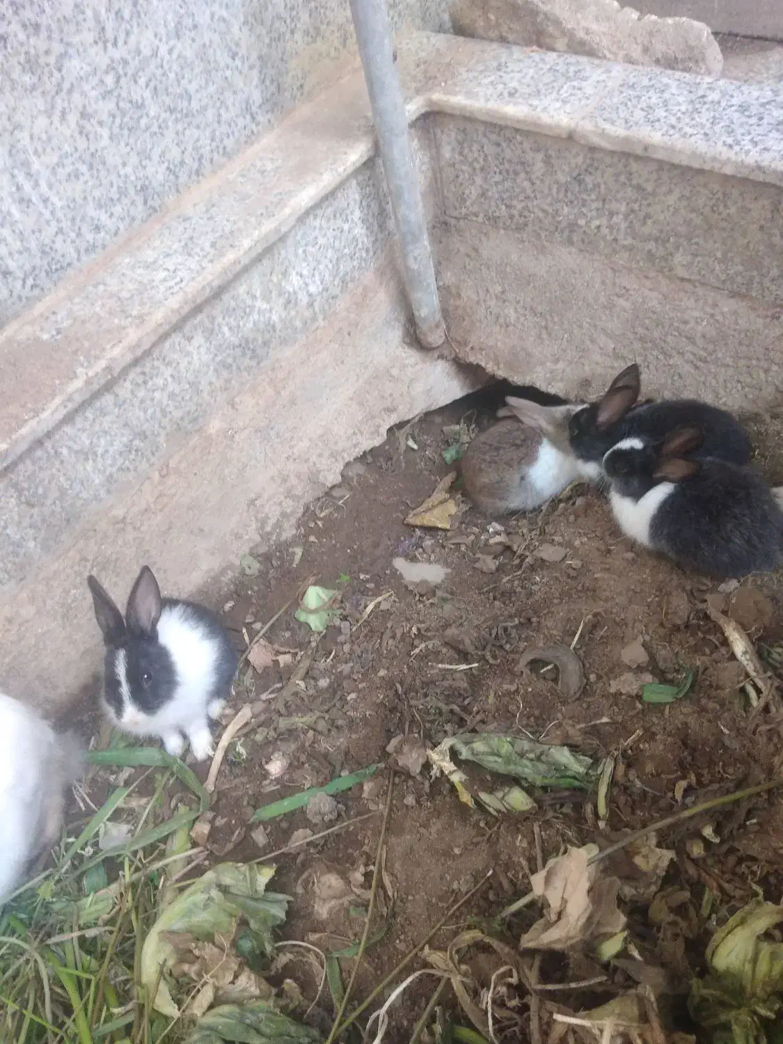 بچه خرگوش زرنگ و زیبا|موش و خرگوش|یزد, |دیوار