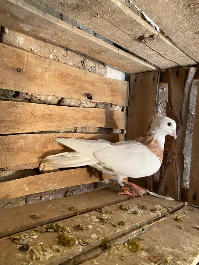 طوقی زرد نر خالدار|پرنده|میاندوآب, |دیوار