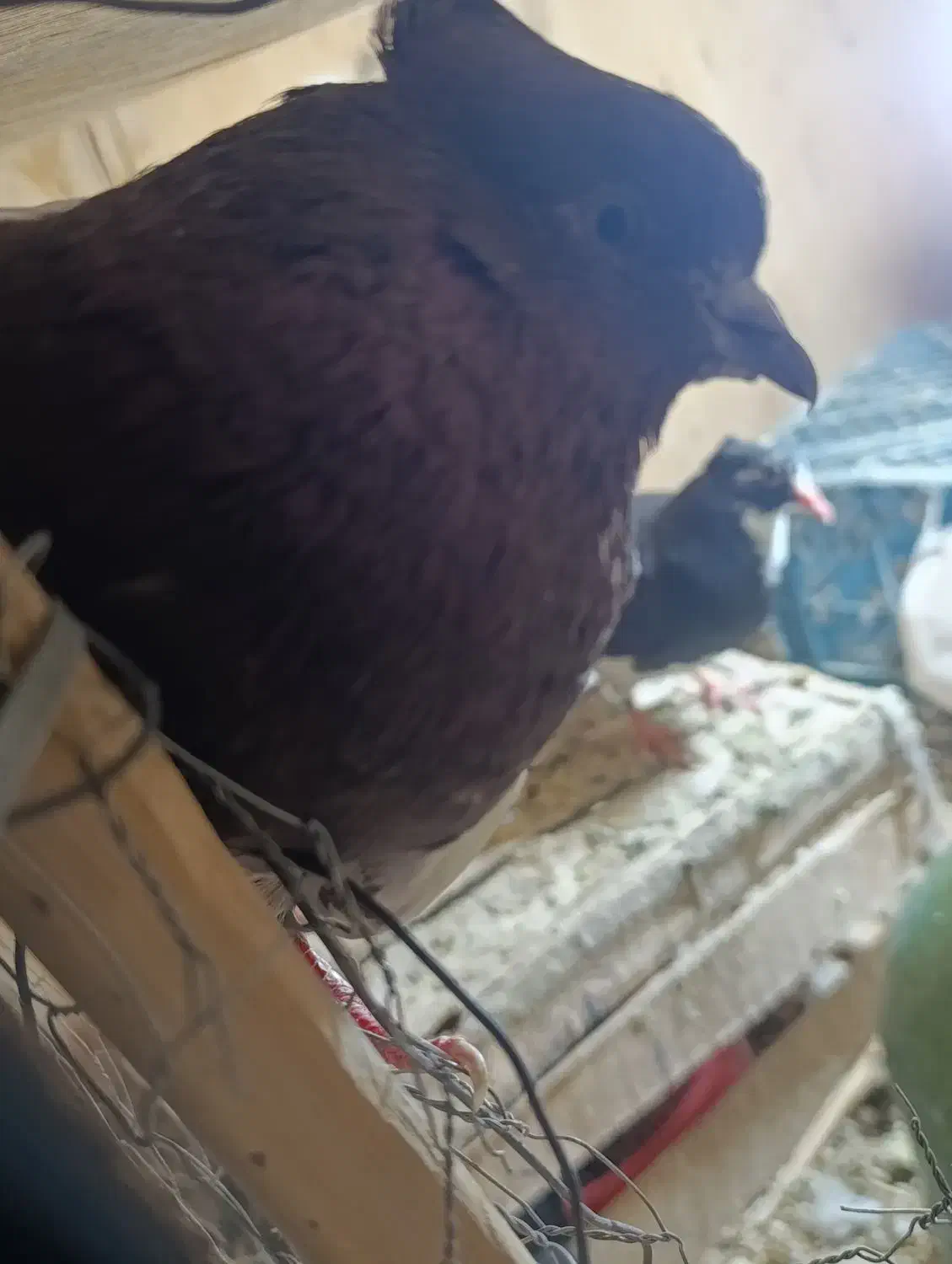 طوقی|پرنده|نرماشیر, |دیوار