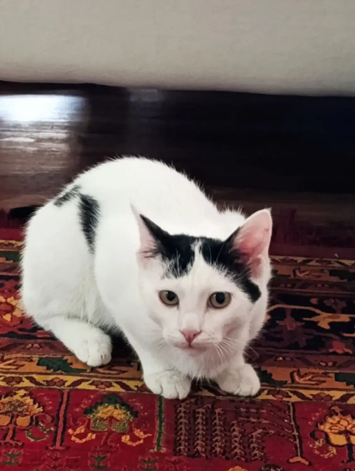 بچه گربه|گربه|زنجان, |دیوار