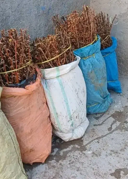 فروش نهال زرشک ۲ساله و ۳ساله|خدمات باغبانی و درختکاری|قائن, |دیوار