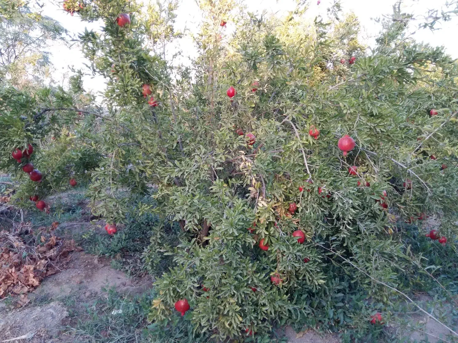 ۱۵۰۰ متر باغ سنددار|فروش دفتر صنعتی، کشاورزی، تجاری|کویرات, |دیوار