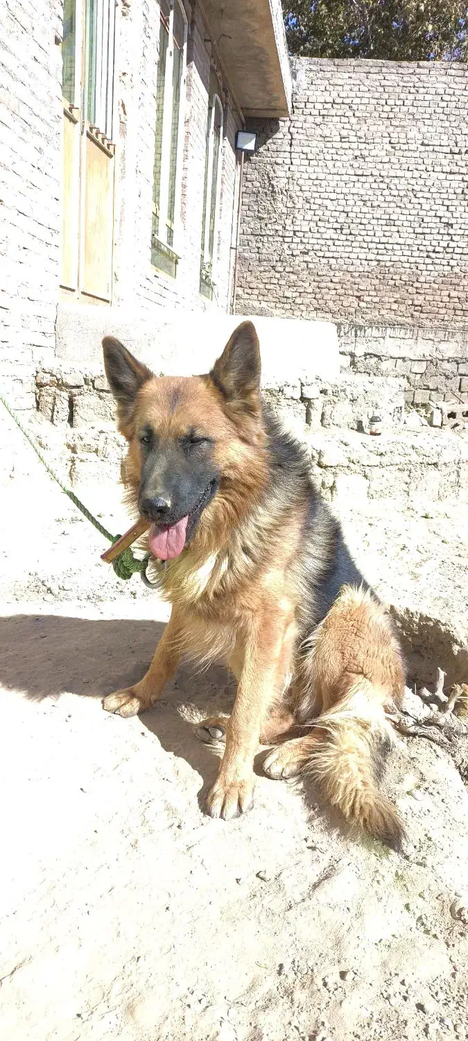 سگ ژرمن|سگ|میاندوآب, |دیوار