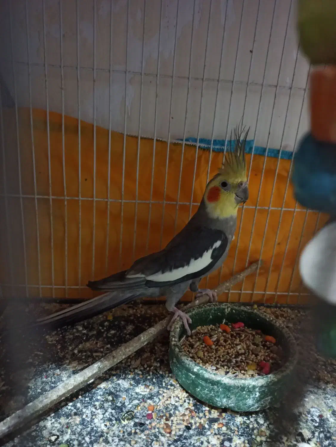 دوعدد عروس هلندی نرسخنگو|پرنده|فردوس (خراسان), |دیوار