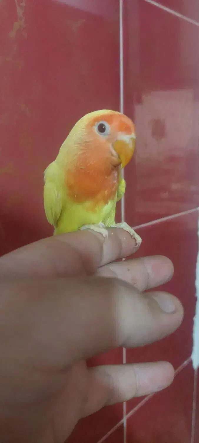 فروش برزیلی دسی|پرنده|داراب, |دیوار