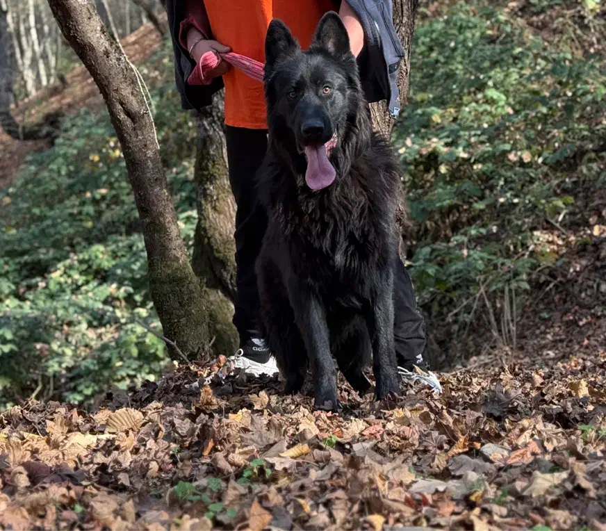 ژرمن بلک کینگ سایز|سگ|تبریز, |دیوار