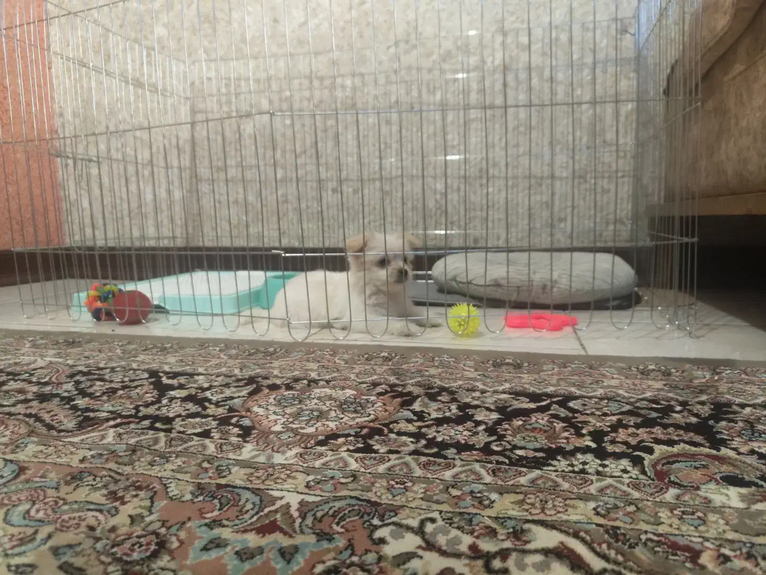 سگ نژادمالتیپو|سگ|قدس, شهرقدس|دیوار