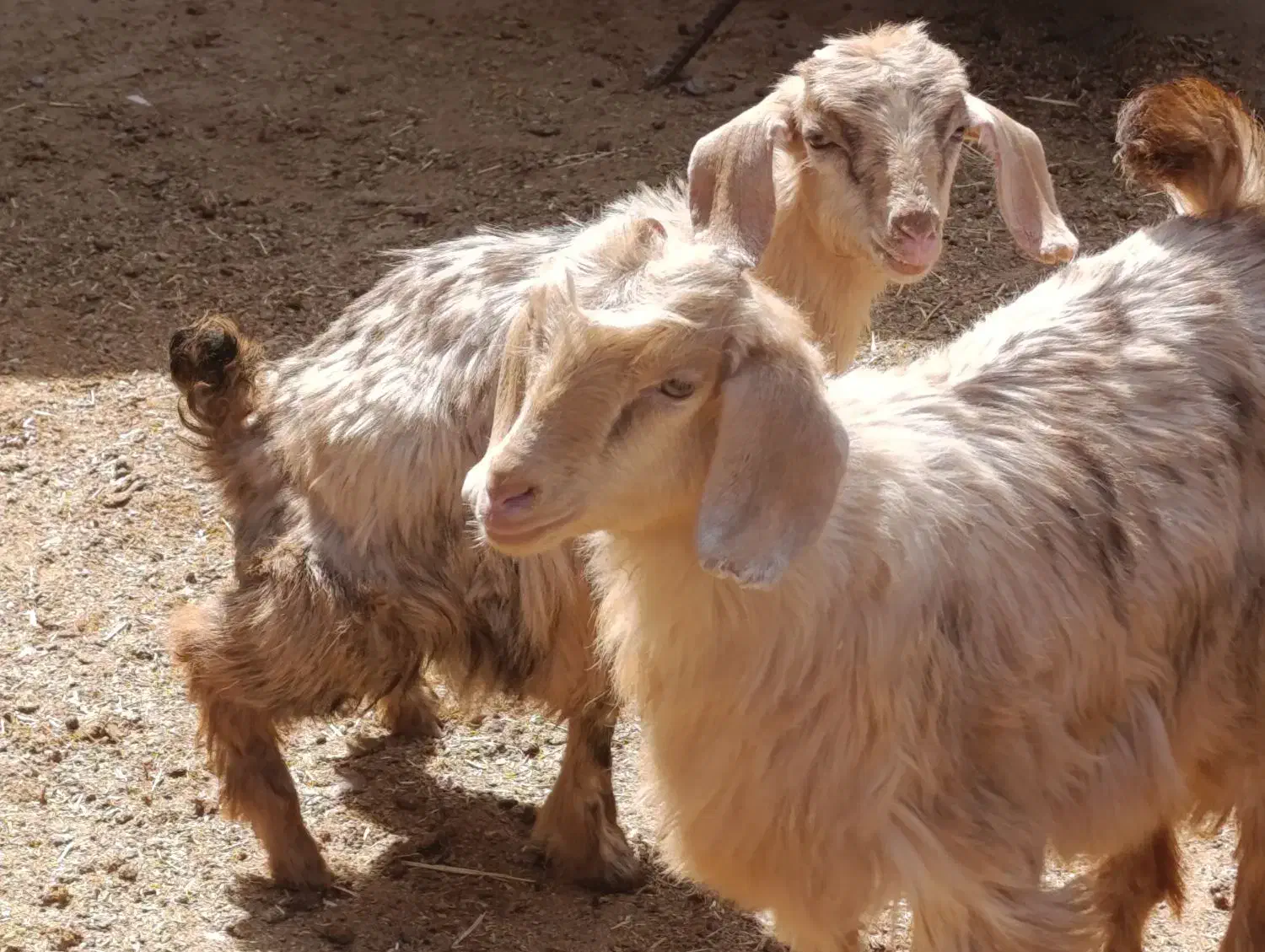 بره وبزوبزغاله پاژین|حیوانات مزرعه|قزوین, |دیوار