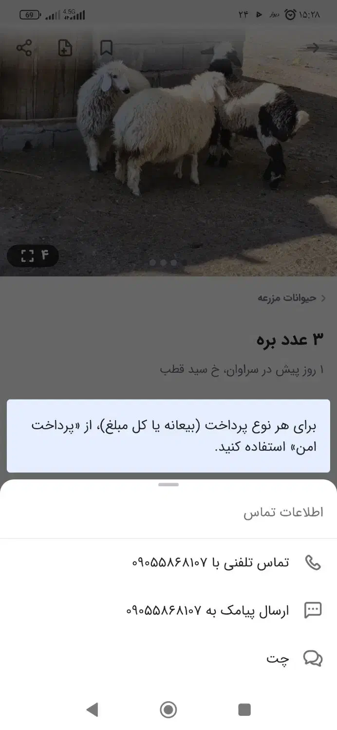 بره فروش کالاه برداره بزرگ خواستون باشه دوستان|حیوانات مزرعه|سراوان, |دیوار