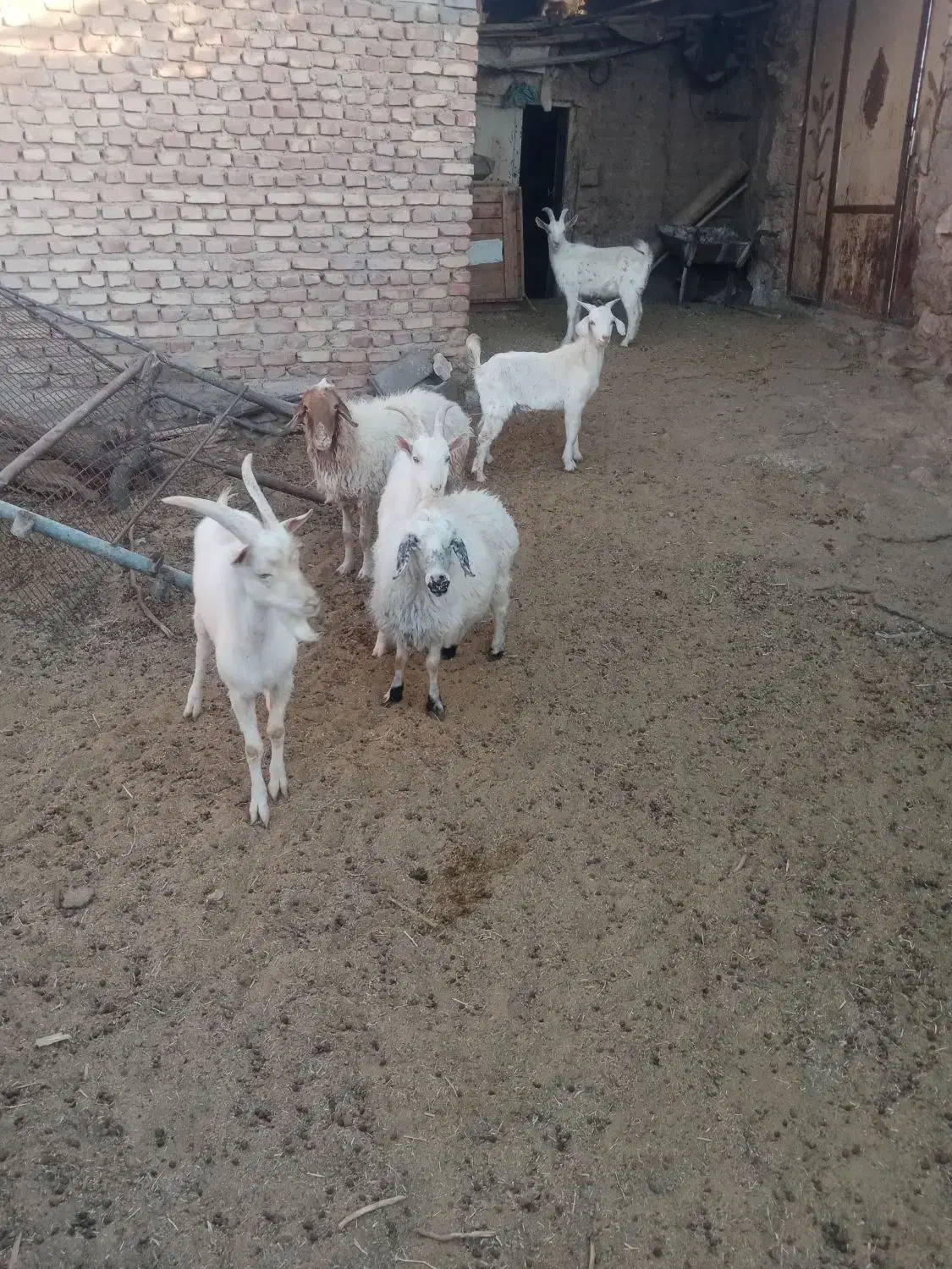 بز غاله سانن بز درگ درجه یک و۵نر سانن ۲عدد میش|حیوانات مزرعه|سرایان, |دیوار