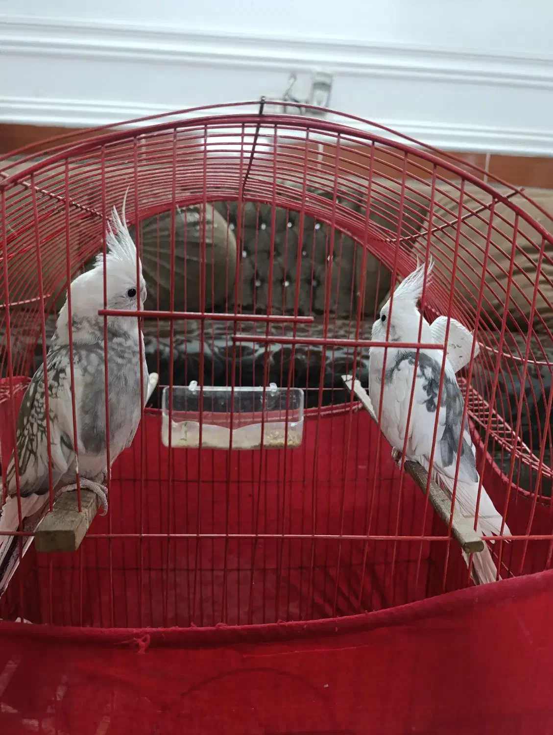 عروس هلندی جفت آلبینو دوکت|پرنده|گرگان, |دیوار