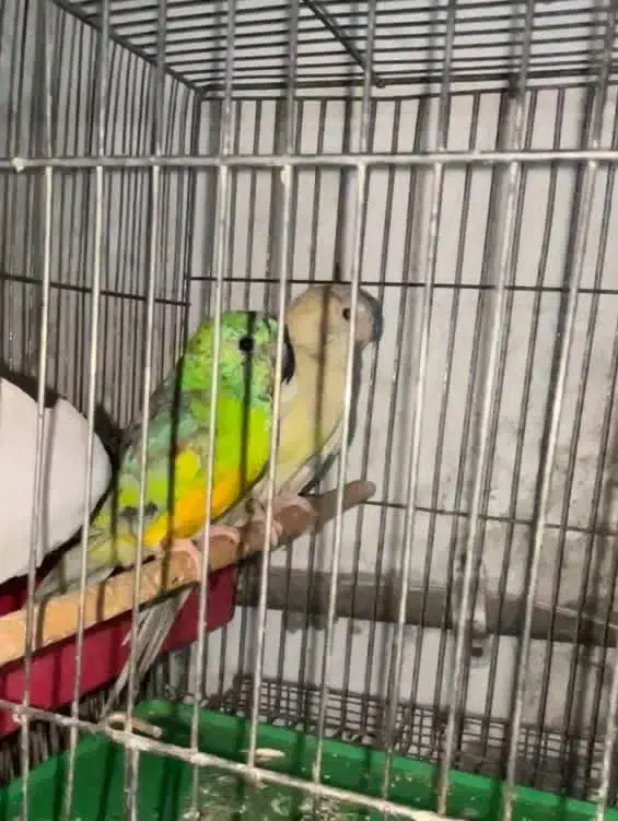 ی جفت آوازه خوان زیبا|پرنده|شاهینشهر, حافظ شمالی|دیوار