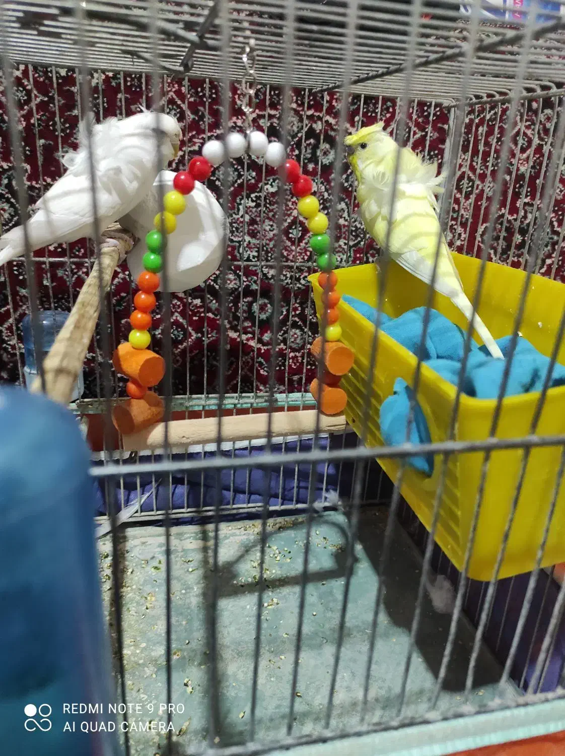 مرغ عشق|پرنده|سنندج, |دیوار