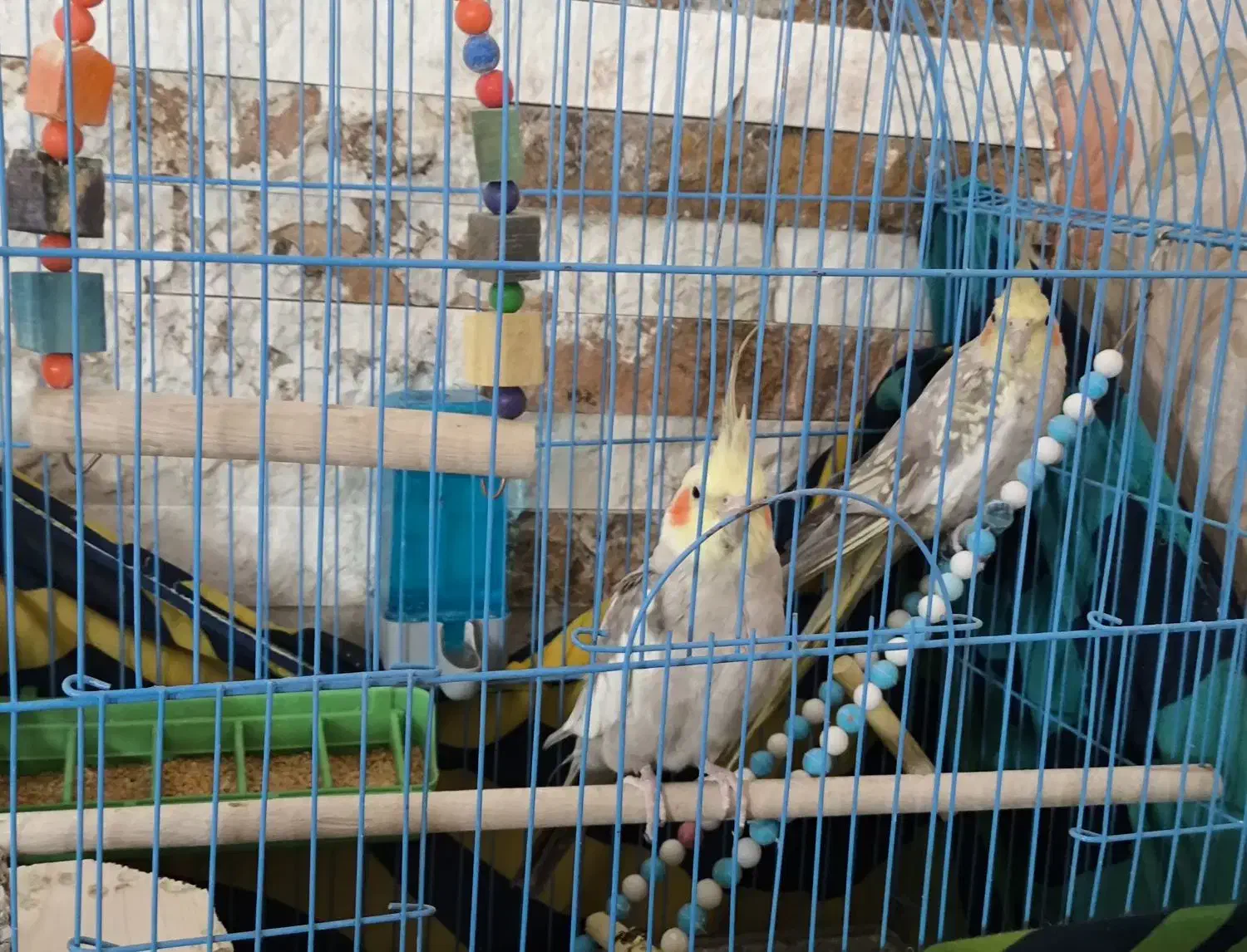 طوطی جفت عروس هلندی|پرنده|قزوین, |دیوار