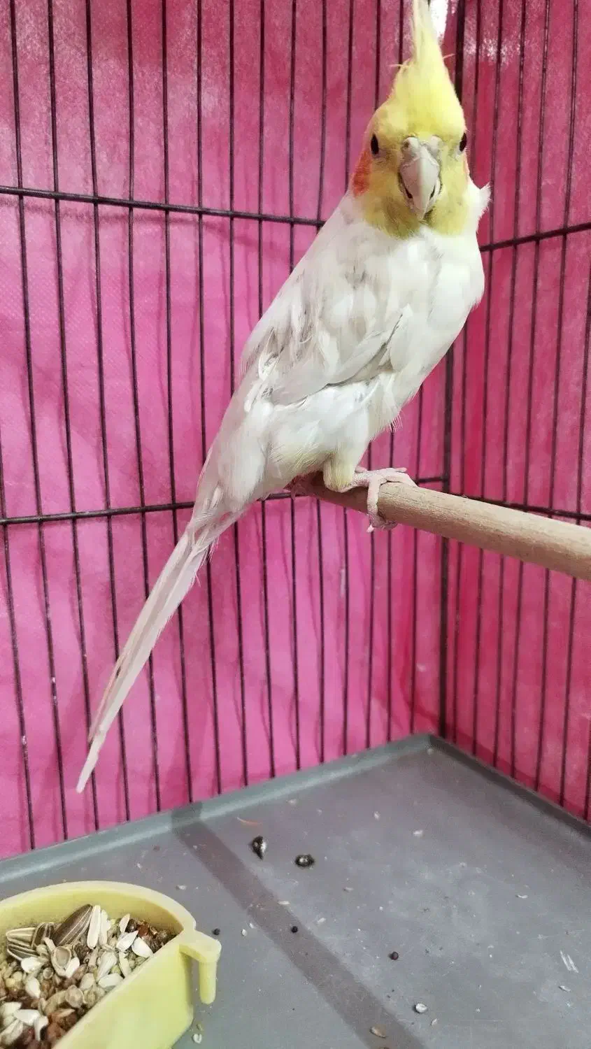 عروس هلندی دستی لوتینو ماده|پرنده|لنجان, |دیوار