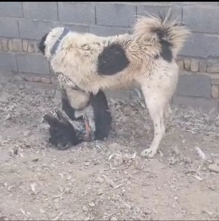 گمشده|سگ|شوشتر, |دیوار