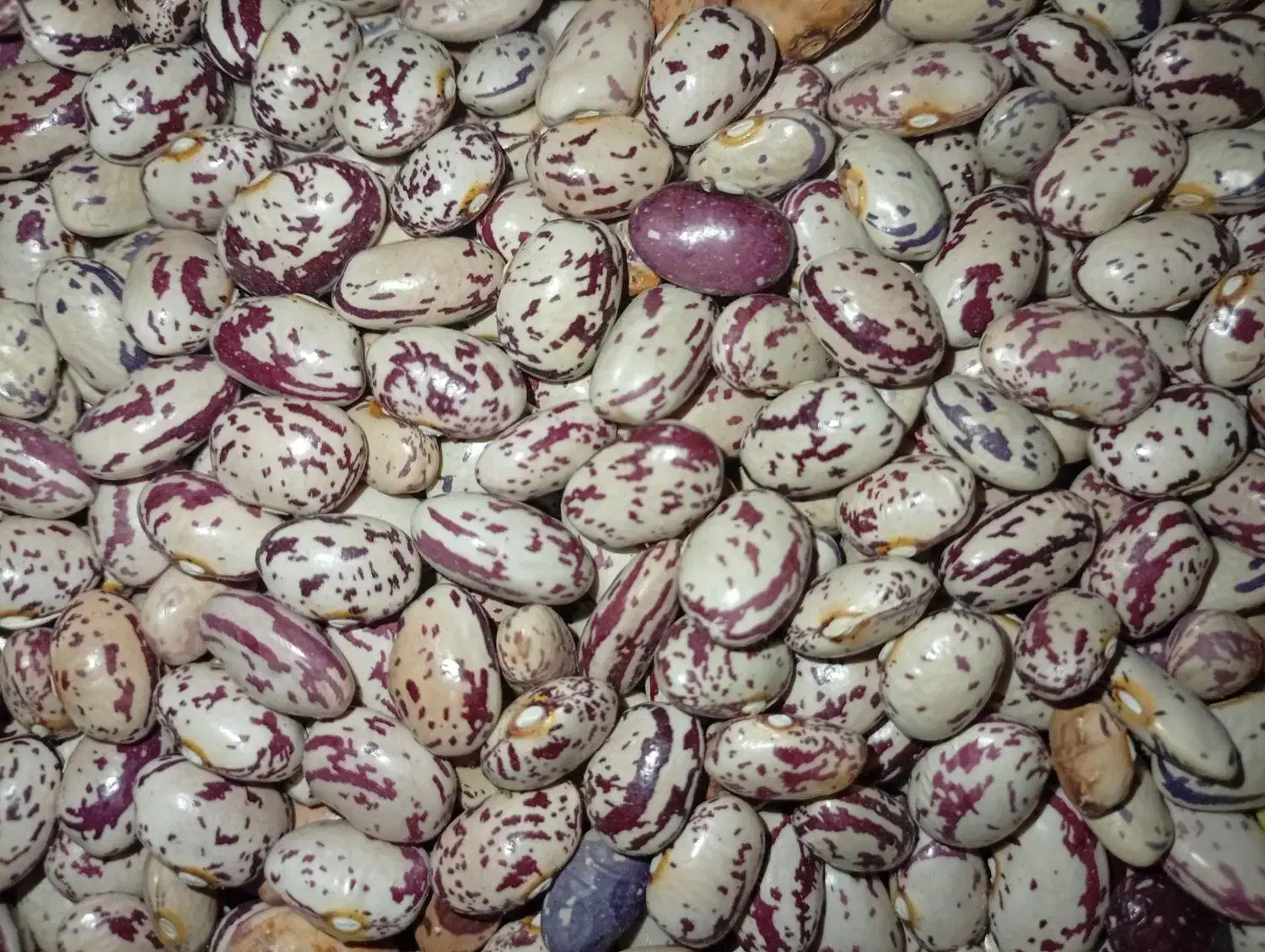 لوبیا|عمدهفروشی|مهربان, |دیوار