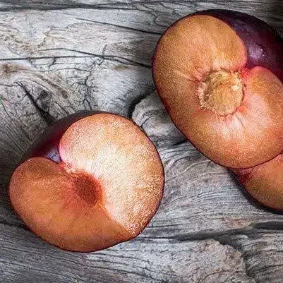 پیشفروش نهال شناسه دار آلو پاییزه|خدمات باغبانی و درختکاری|طبس, |دیوار