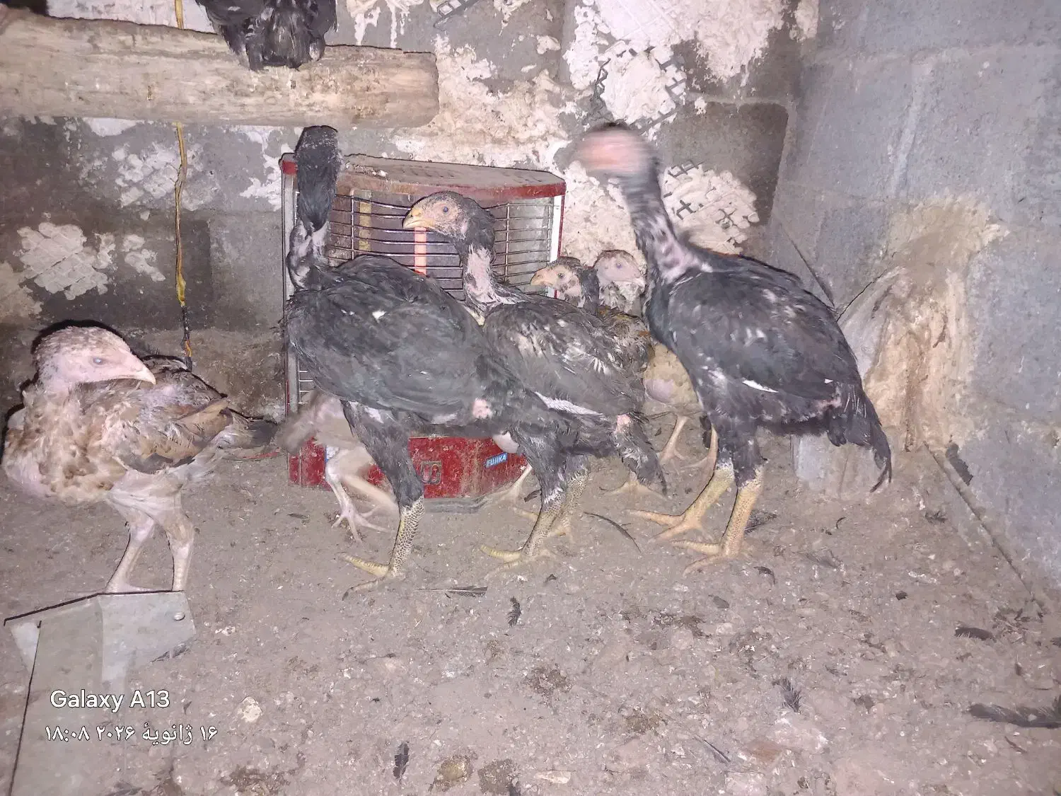 لاری|حیوانات مزرعه|پاوه, |دیوار