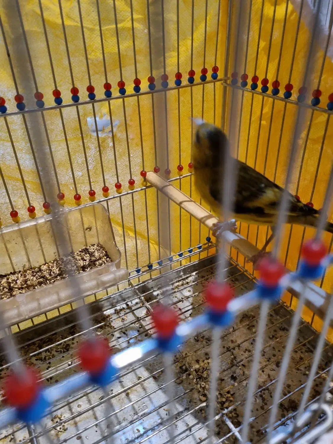 فروش سهره قناری|پرنده|اصفهان, قائمیه|دیوار