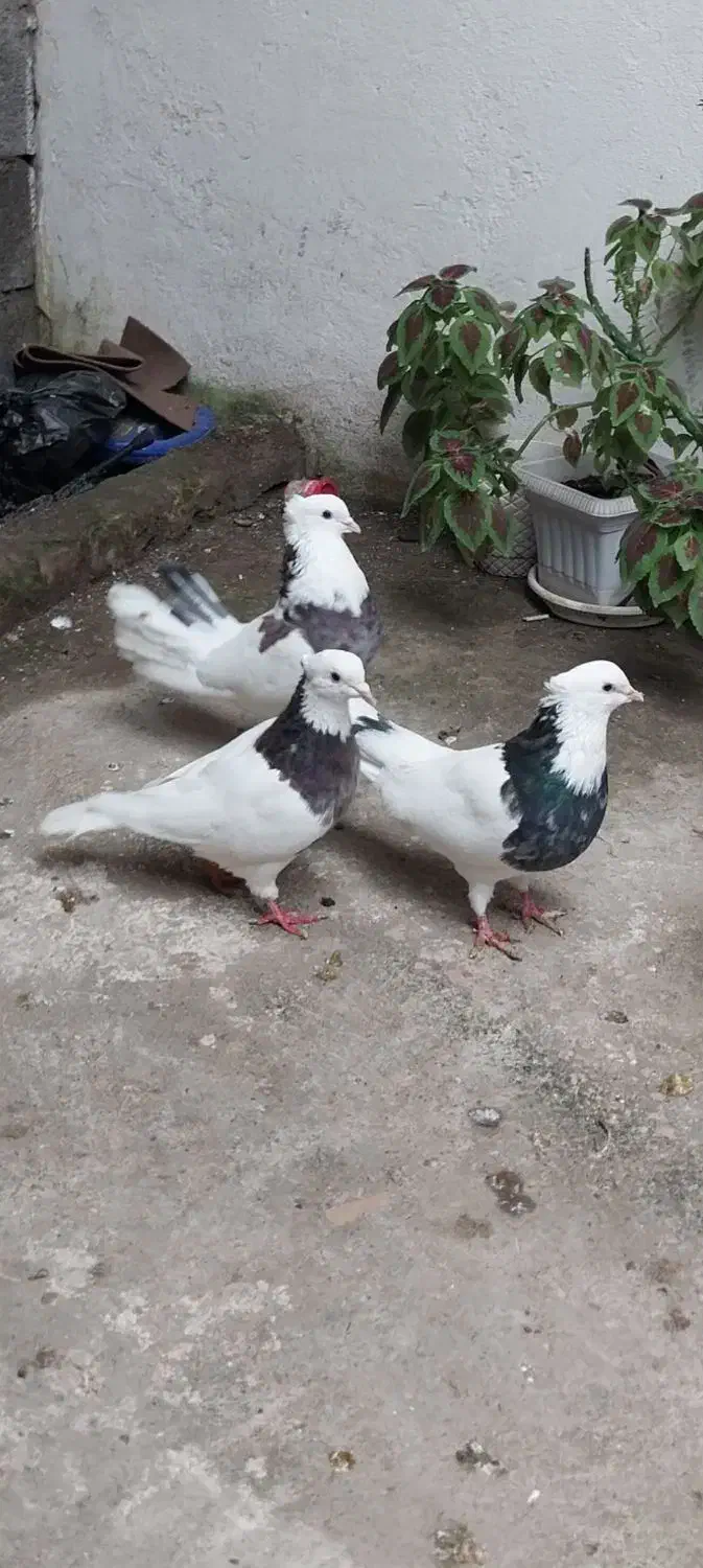 کبوترکفترطوقی۳عدد|پرنده|تالش, هشتپر|دیوار