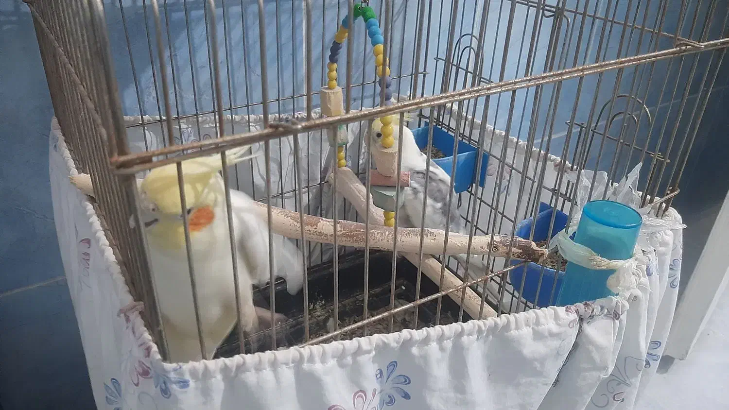 ۲تا عروس هلندی سخنگو|پرنده|تهران, قصر فیروزه ۲|دیوار