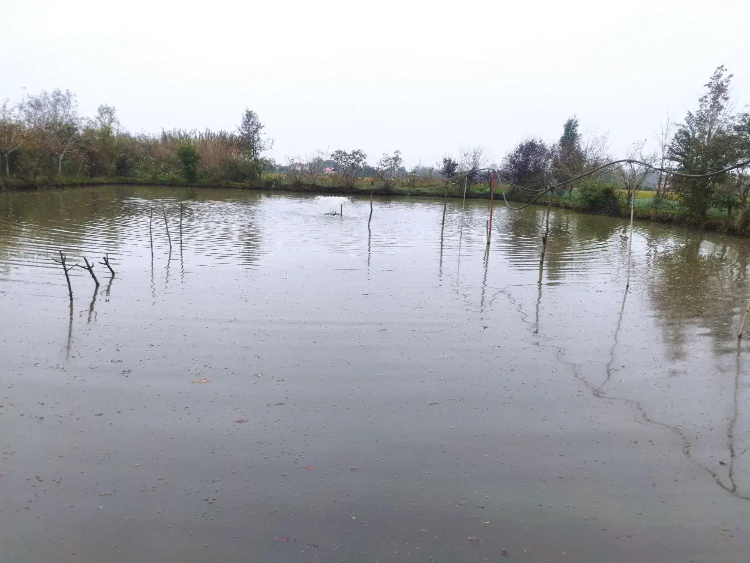 فروش ماهی گرم آبی چهار نوع|ماهی|فومن, |دیوار