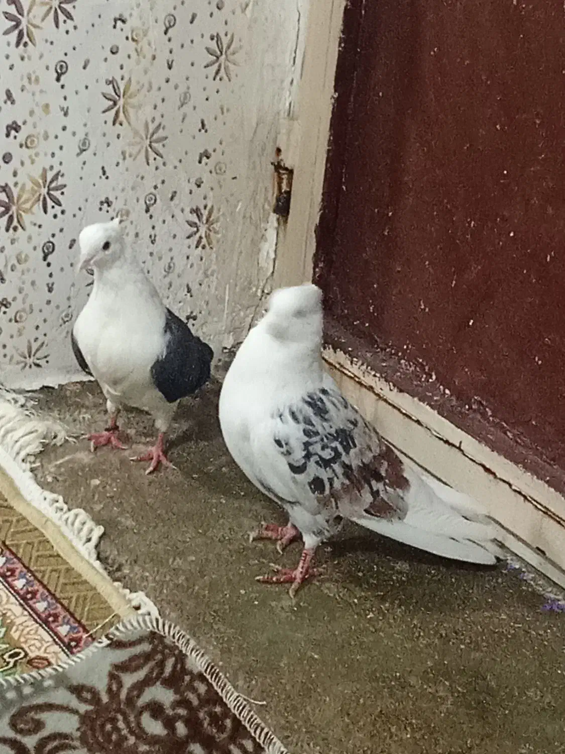 کبوتر|پرنده|چگنی, |دیوار