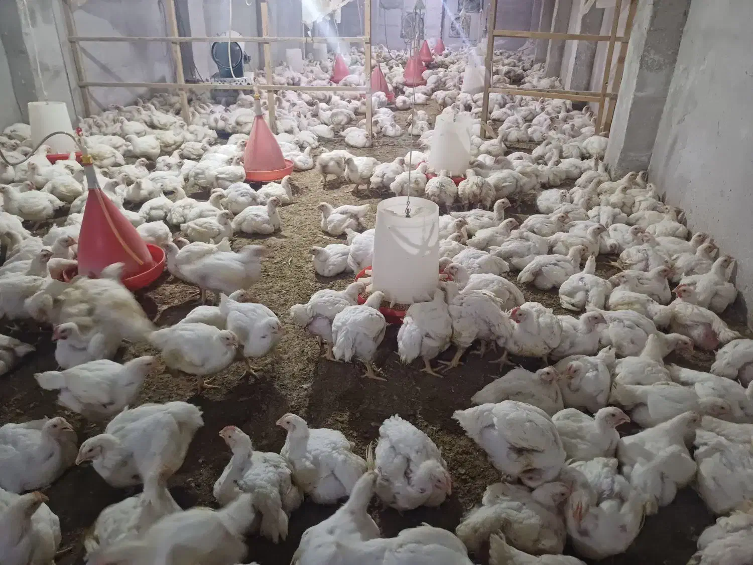 مرغ گوشتی زنده|حیوانات مزرعه|گوراب زرمیخ, |دیوار