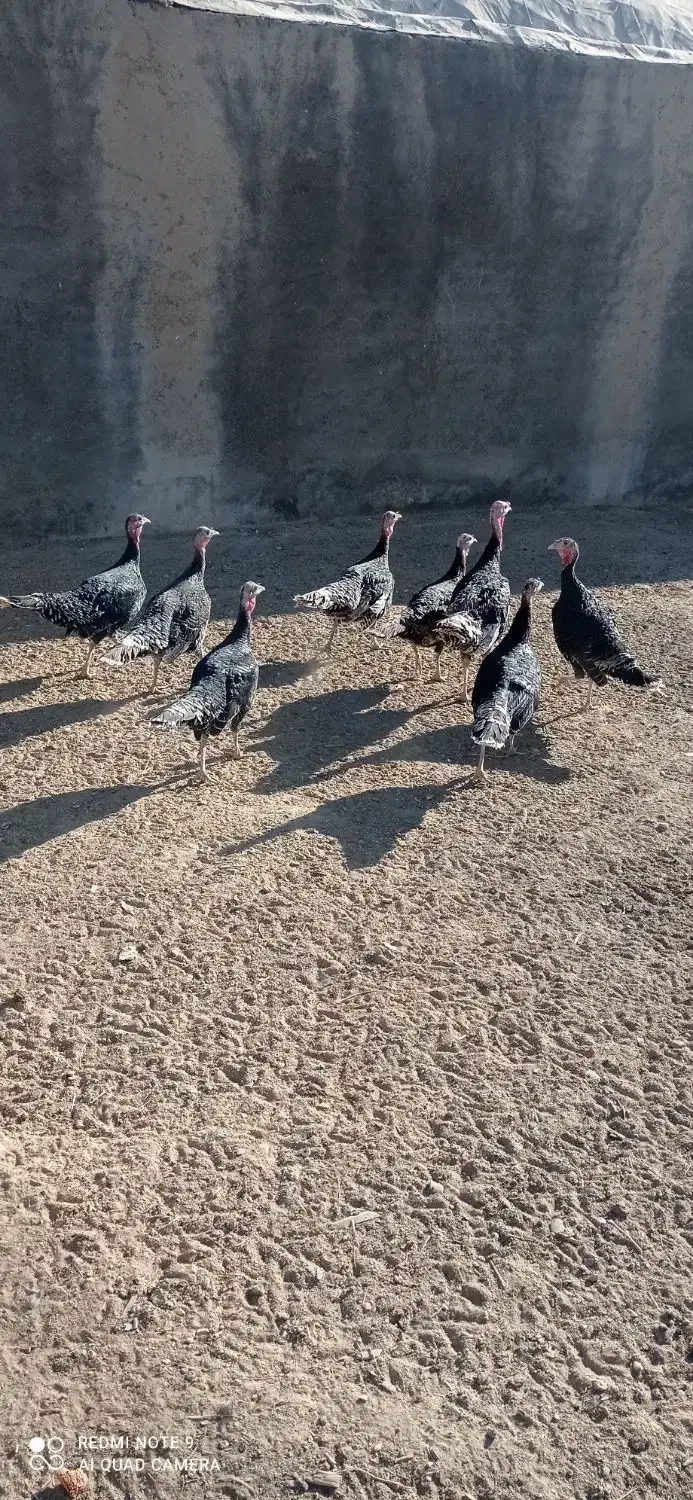 بوقلمون و مرغ|حیوانات مزرعه|گلپایگان, |دیوار